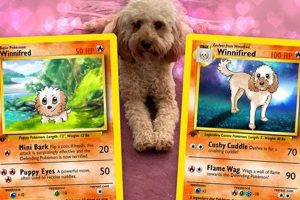 Collecting: Adorable Pet Pokemon Cards Guide Pokémon Guide & Updates – Latest News, Games, Cards, and Tips Collecting: Adorable Pet Pokemon Cards Guide | Pokémon Guide & Updates – Latest News, Games, Cards, and Tips