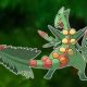 Mega Sceptile in Pokmon GO: Maximize Your Raid Power! | Pokémon Guide & Updates – Latest News, Games, Cards, and Tips