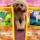 Collecting: Adorable Pet Pokemon Cards Guide | Pokémon Guide & Updates – Latest News, Games, Cards, and Tips